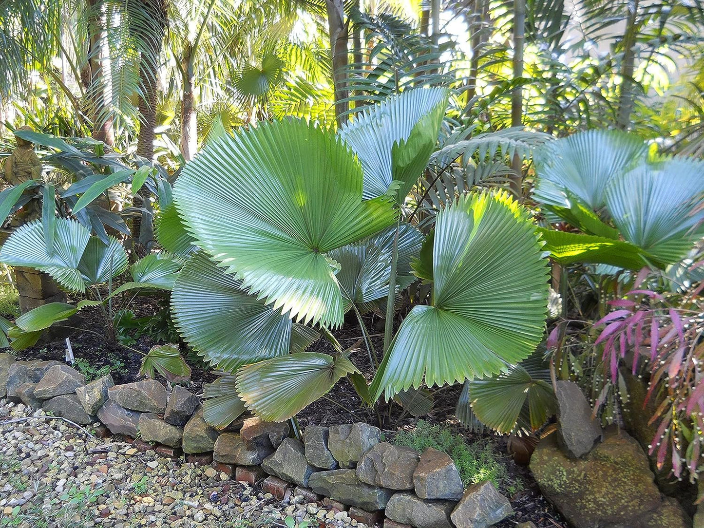 Licuala Peltata Fan Palm Live Plant in 3 Gallon Growers Pot Q392